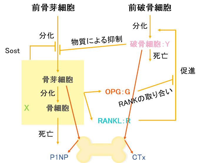骨量方程式と骨代謝マーカー方程式をマルチスケールに統合することによって、骨代謝マーカーの濃度変化から、経時的な骨量の変化が予測可能になる
