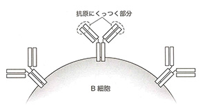 B細胞抗原認識受容体の構造
