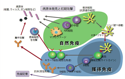 自然免疫と獲得免疫