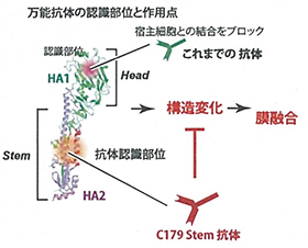 万能抗体の認識部位と作用点