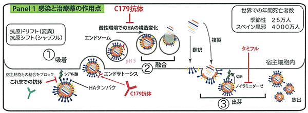 感染と治療薬の作用点
