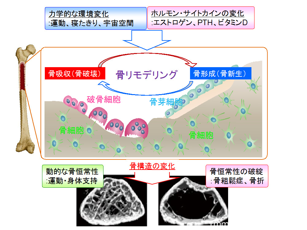 助成研究者情報 中島友紀先生1 セコム科学技術振興財団 一般研究助成研究者インタビュー